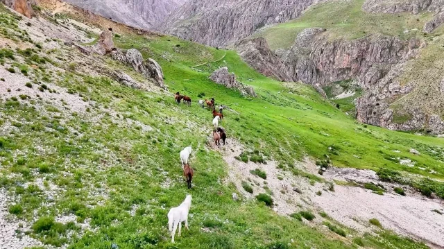 munzur daglarindaki yilki atlari dron ile goruntulendi bMs3dhgZ