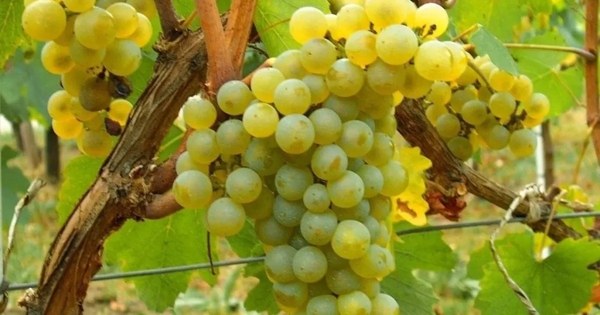 misket uzumu yeniden hayat buluyor kahvenin yanina bornova misketi lQJWEDuE