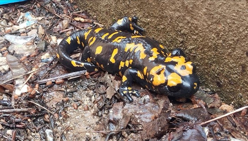 nesilleri tehdit altinda bitliste sari benekli semenderler goruldu sYWlbTCI.jpg