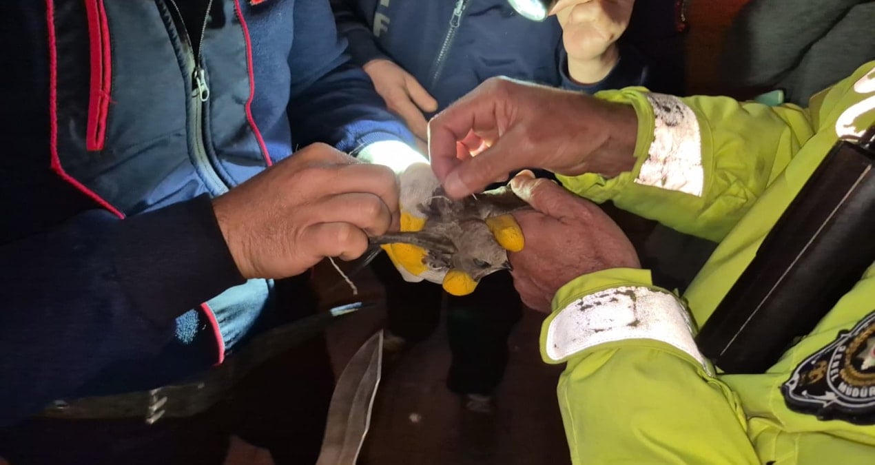 Ebabil Kuşunu Kurtarmak İçin Cadde Trafiğe Kapandı
