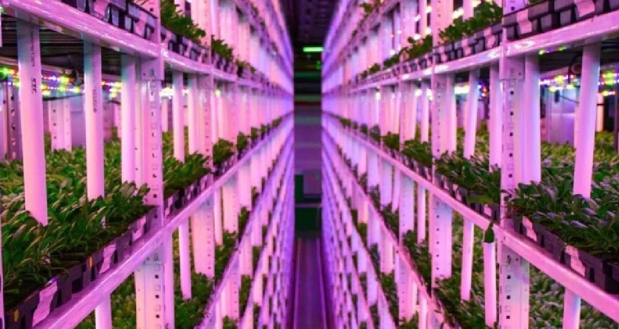 Yer Altında Tarım Devrimi: 1 Kilometre Derinlikte Yeni Çiftlik Kuruldu