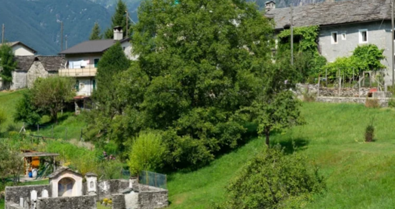 koyune-gelenlere-servet-veriyorlar-UPxO2lK3